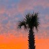 classypalmetto